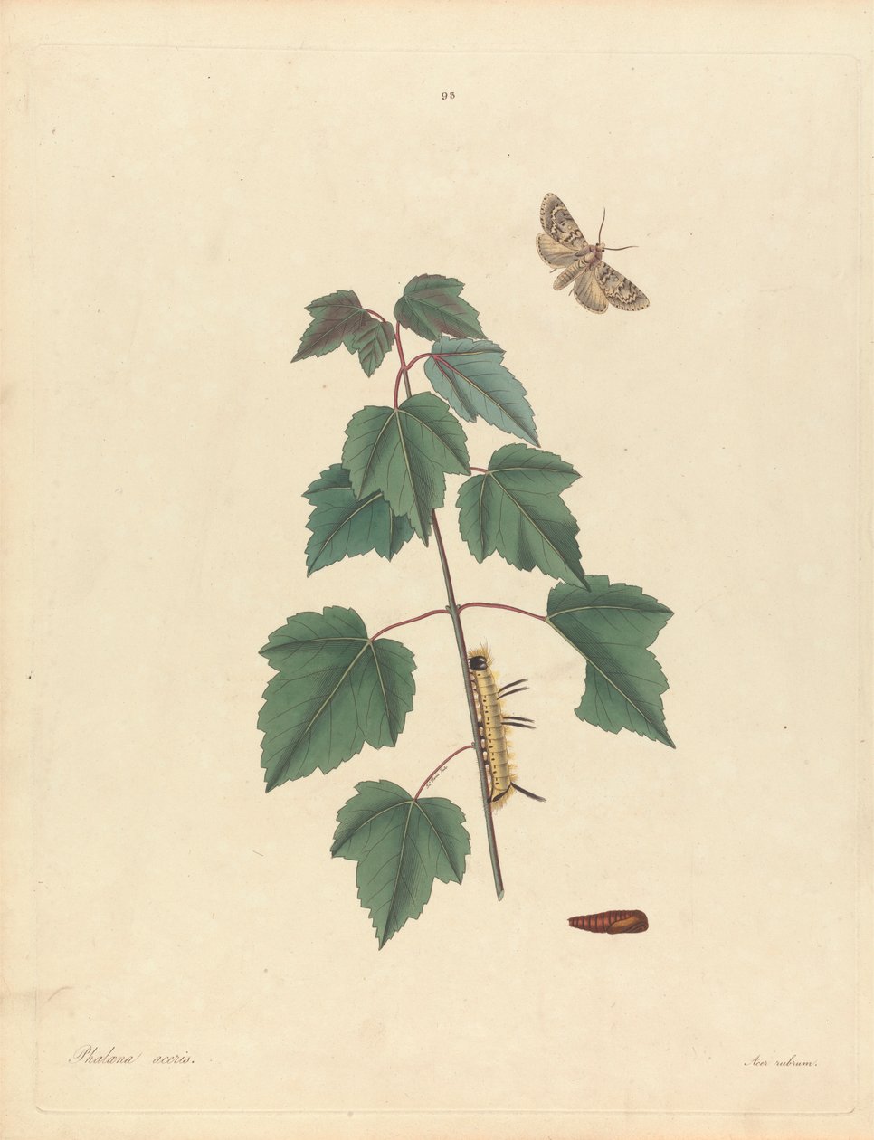 Phalaena Aceris. Acer Rubrum (Grey Maple Moth, Red Maple), plate 93 fra James Edward Smith, 'Natural History of the Rarer Lepidopterous Insects of Georgia', London, 1797 av John Harris the Elder