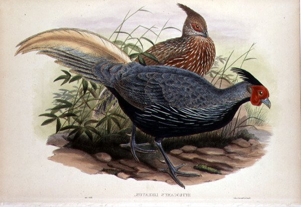 Euplocamus Lineatus, gravert av T. Walter, London, pub. mellom 1850-83 (håndfarget litho) av John and Hart William (after) Gould