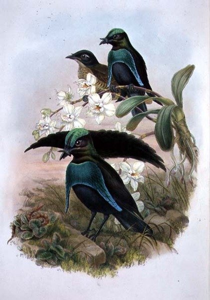 Lophornina - Superb Bird of Paradise (litho-farge) av John and Hart William (after) Gould