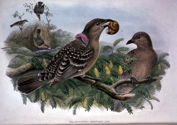 Chlamydera Orientalis (farge litho) av John and Hart William Gould
