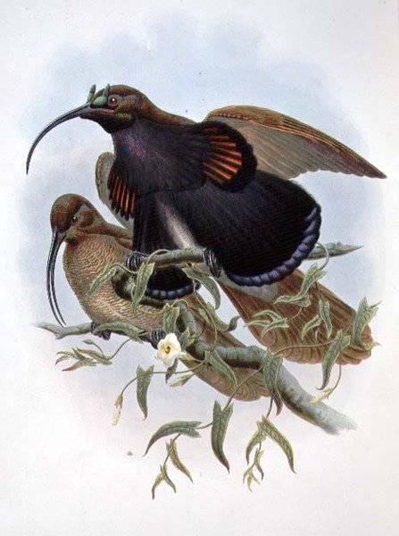 Drepanornis Albertisi (farge litho) av John and Hart William Gould