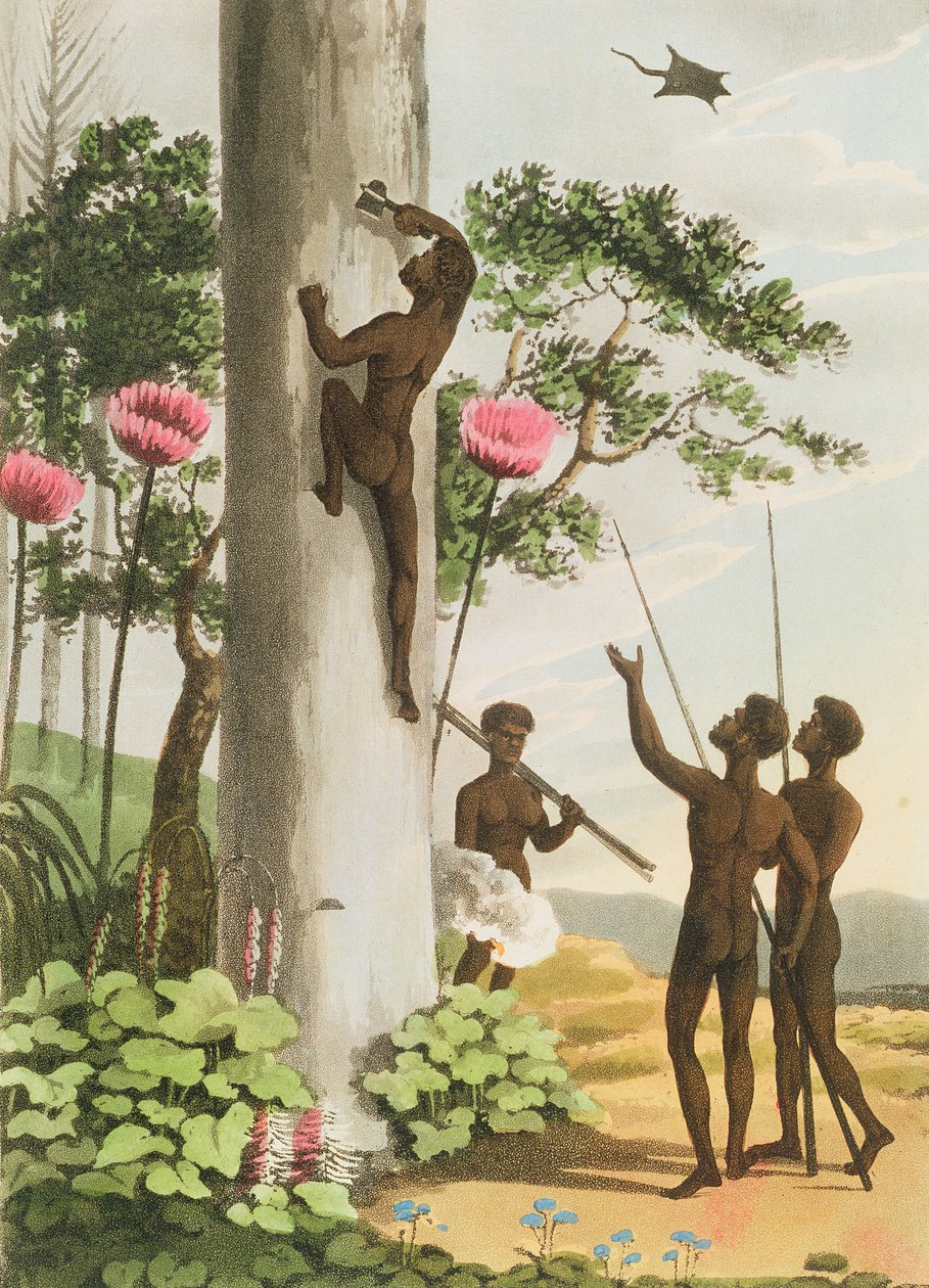 Climbing Trees, aborigines i New South Wales gravert av Matthew Dubourg (fl.1813-1820) pub. 1813 av John Heaviside Clark