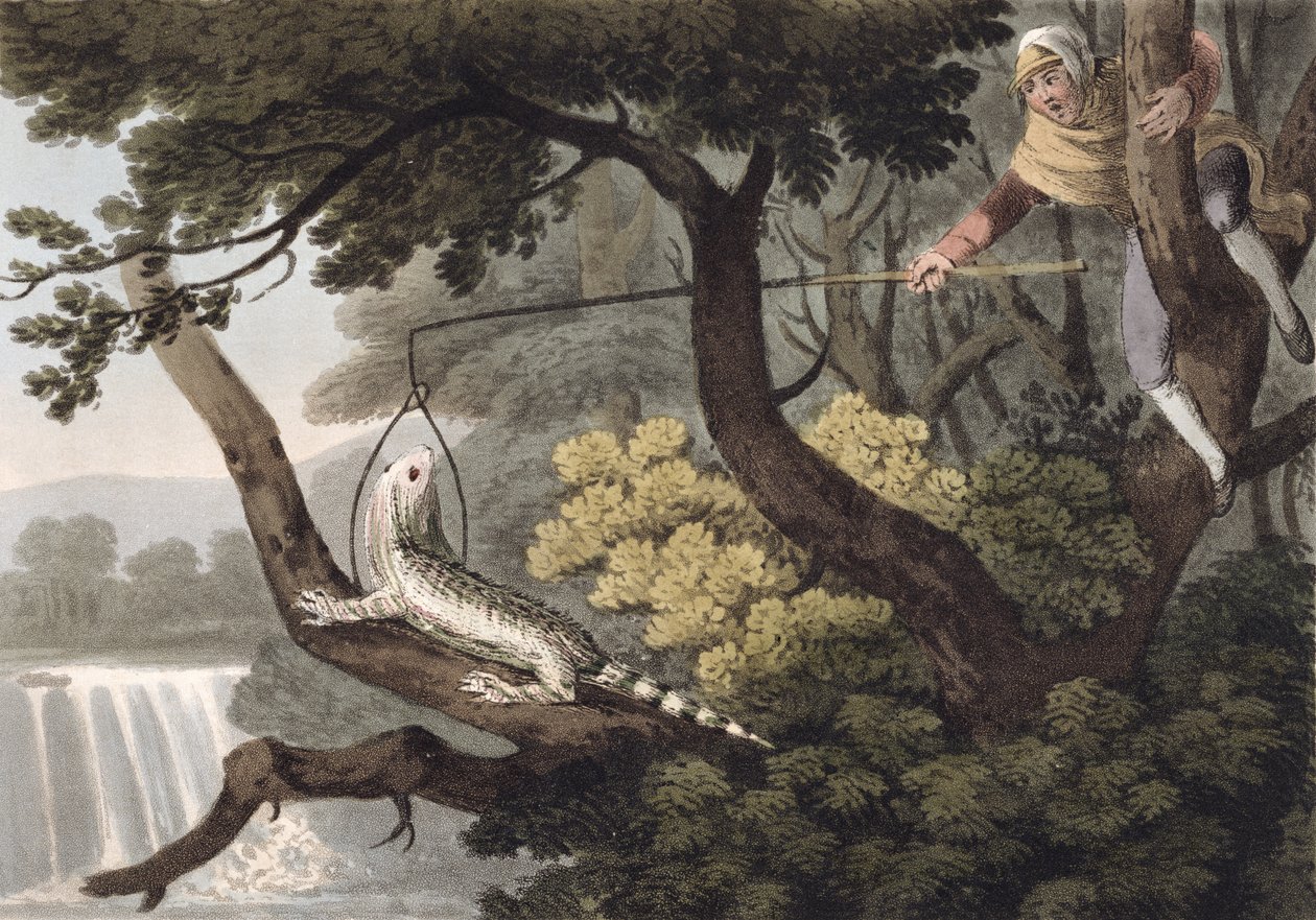 Meksikansk Lizard Catcher, gravert av Matthew Dubourg (fl.1785-1820), utgitt av Edward Orme, 1813 av John Heaviside Clark