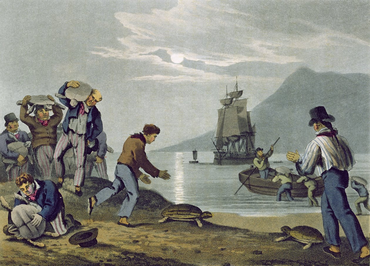 Turtle Catching on Land, gravert av Matthew Dubourg (fl.1785-1820), utgitt av Edward Orme, 1813 av John Heaviside Clark