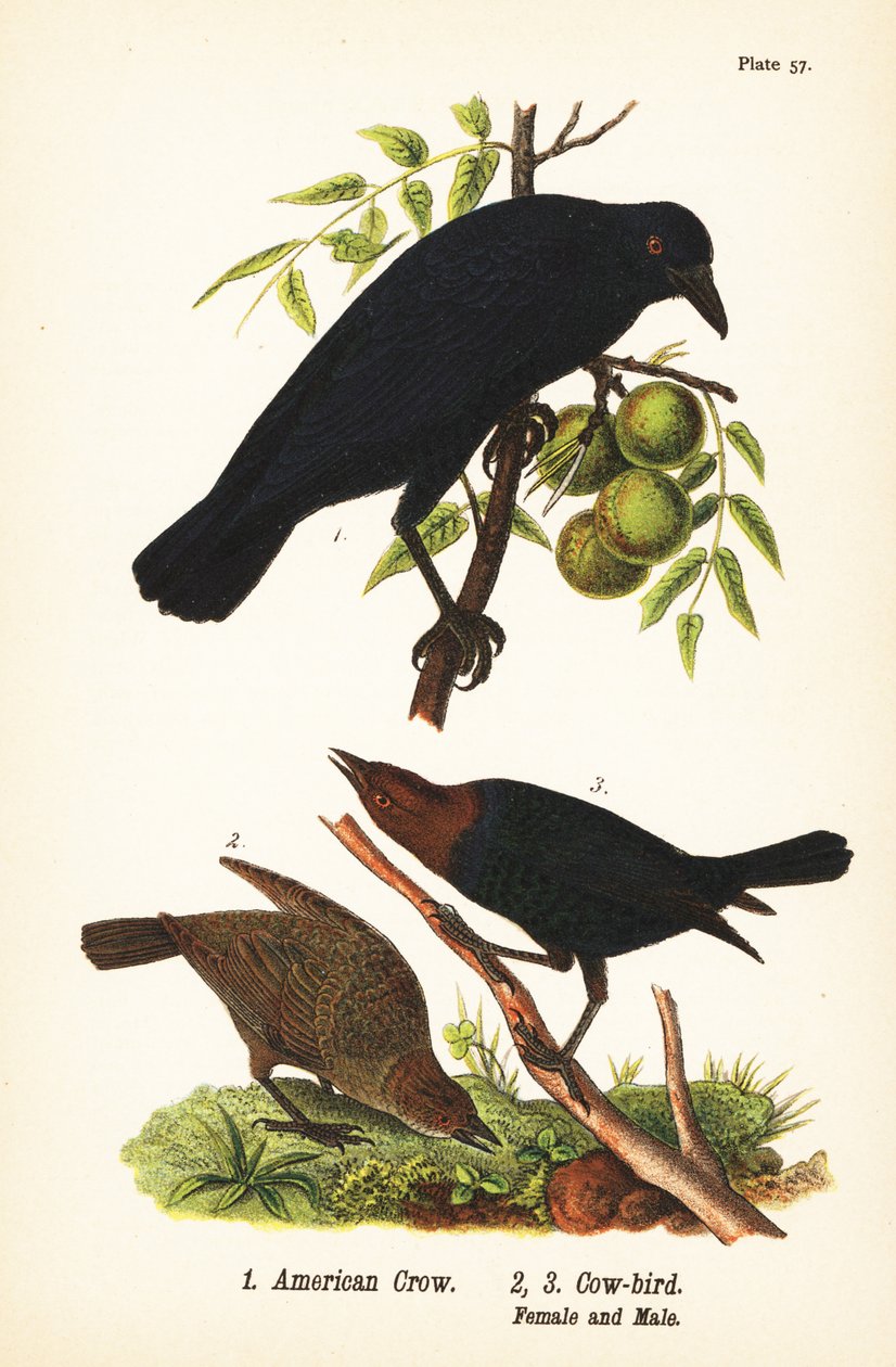 Amerikansk kråke, Corvus brachyrhynchos 1, og brunhodet kufugl, Molothrus ater, hunn 2 og hann 3 av John James (after) Audubon