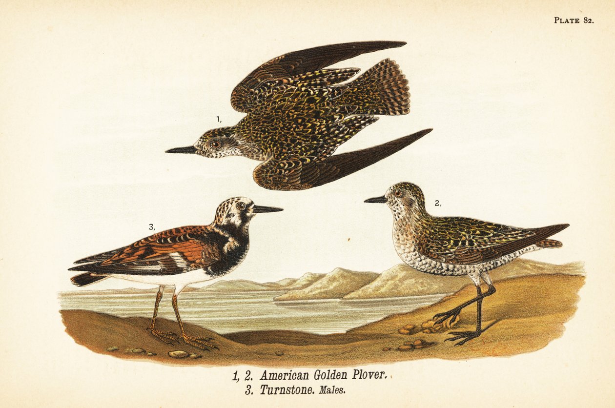 Amerikansk gullhår, Pluvialis dominica 1,2, og rødbrun vendestein, Arenaria interpres vendestein 3 av John James (after) Audubon