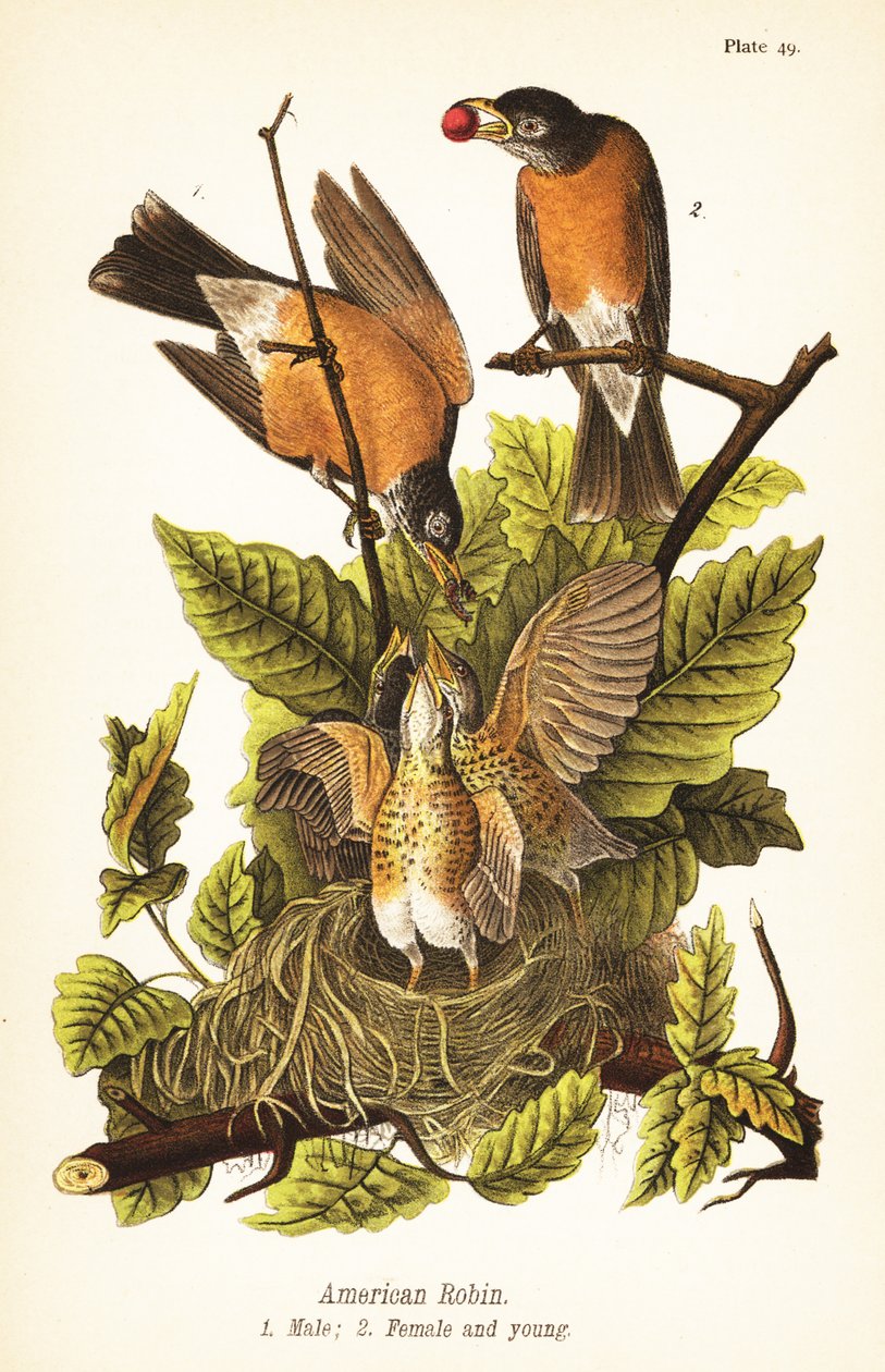 Amerikansk rødstrupe, Turdus migratorius, hann 1, hunn 2 og unger i reir av John James (after) Audubon