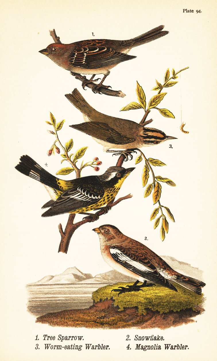 American tree sparrow, Spizelloides arborea 1, snowflake or snow bunting, Plectrophenax nivalis 2, worm-eating warbler, Helmitheros vermivorum 3, and magnolia warbler, Setophaga magnolia 4 av John James (after) Audubon