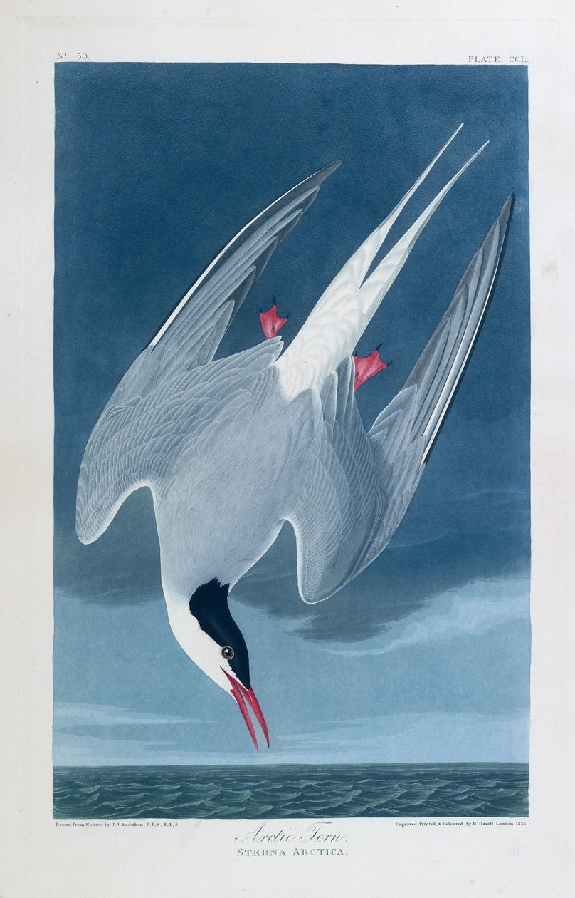  av John James (after) Audubon