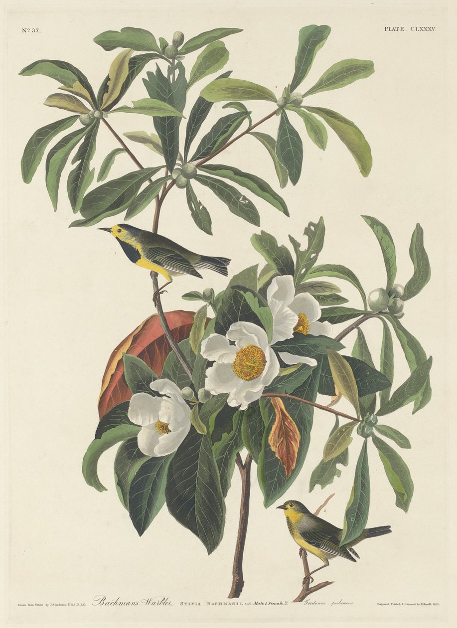 Bachmans sånger av John James (after) Audubon