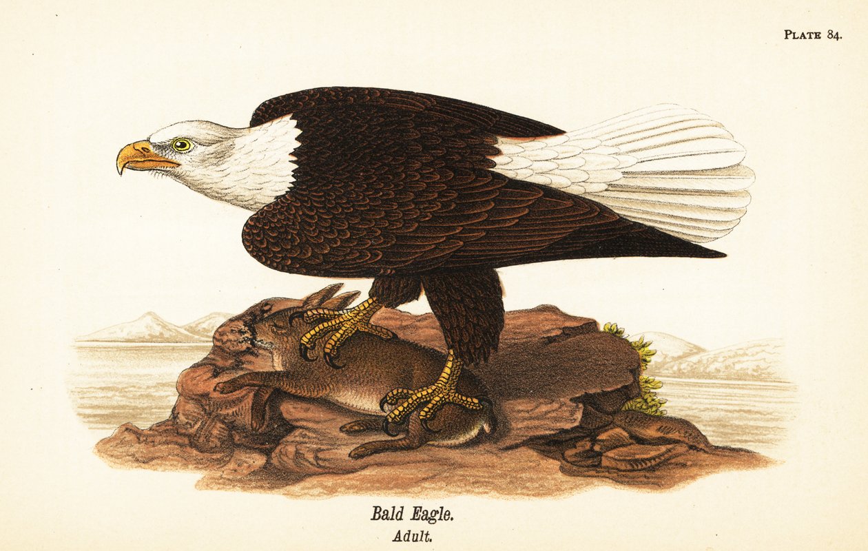 Bald ørn, Haliaeetus leucocephalus, voksen med kaninbytte av John James (after) Audubon