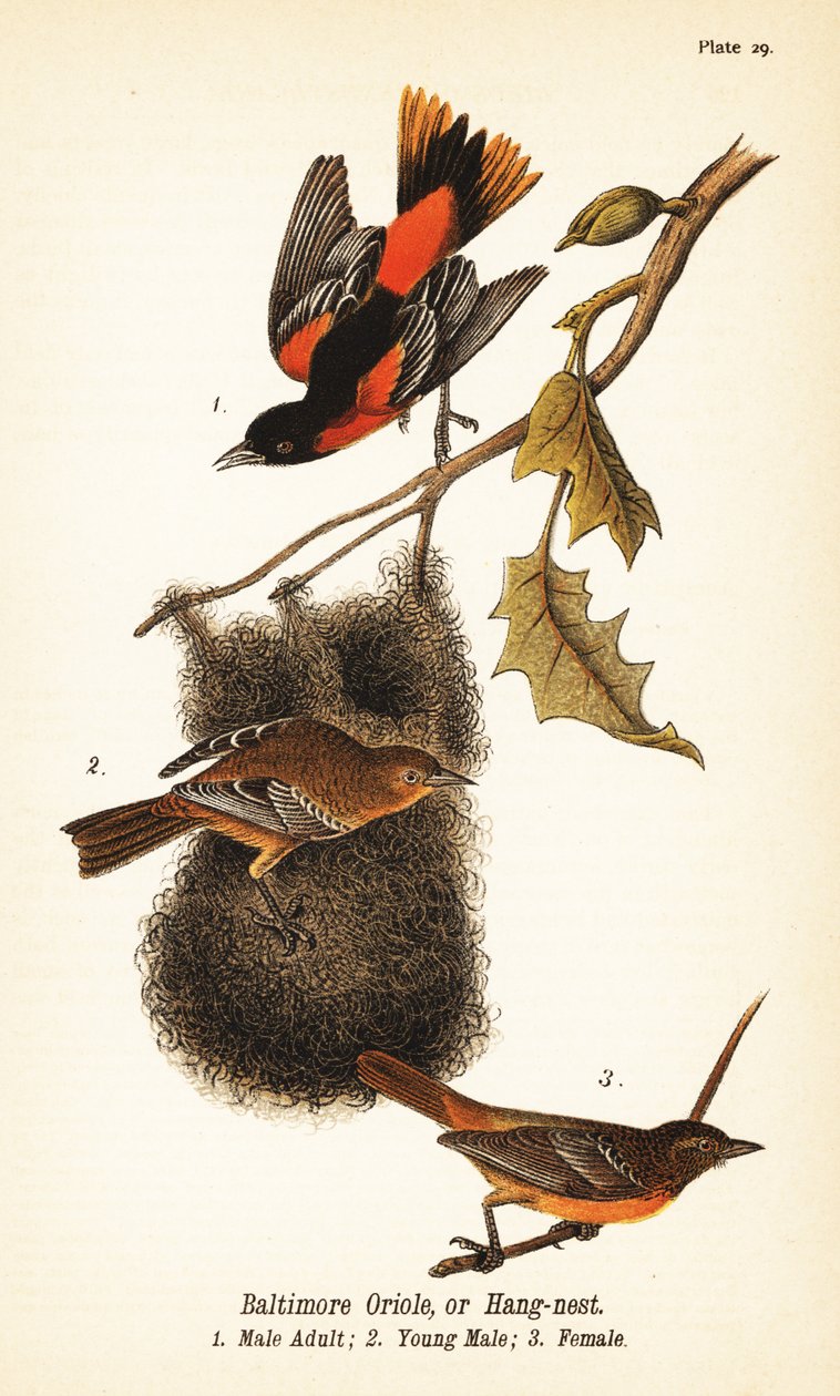 Baltimore oriole eller hengende rede, Icterus galbula av John James (after) Audubon