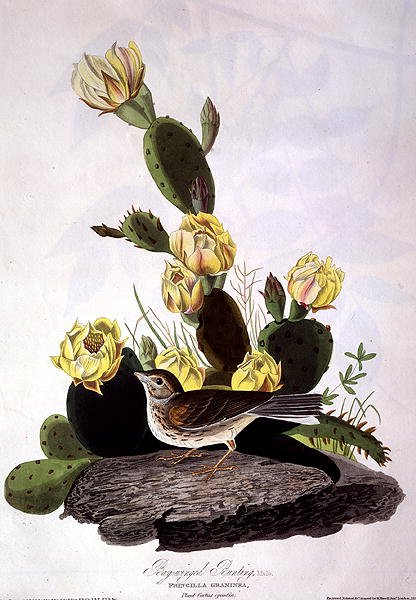 Bay-Winged Bunting, fra 