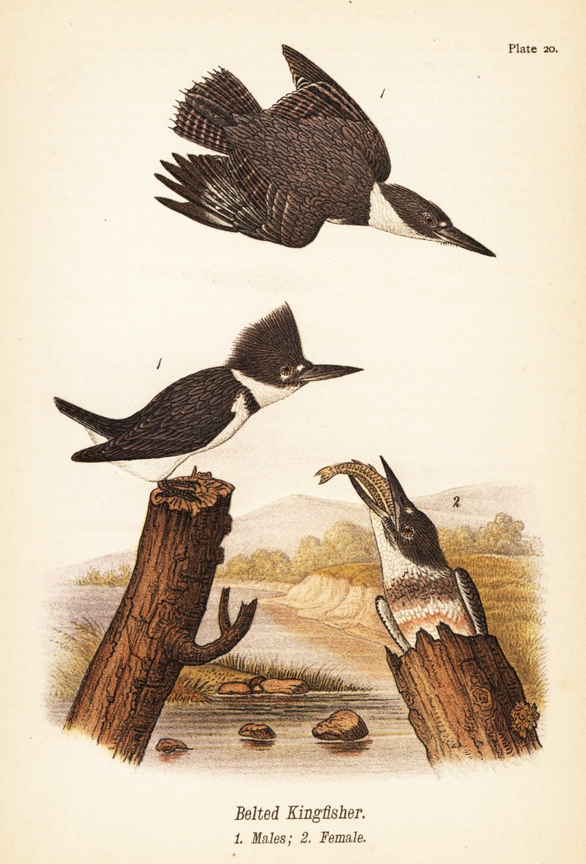 Belted kingfisher, Megaceryle alcyon, hanner 1, hunner 2 av John James (after) Audubon