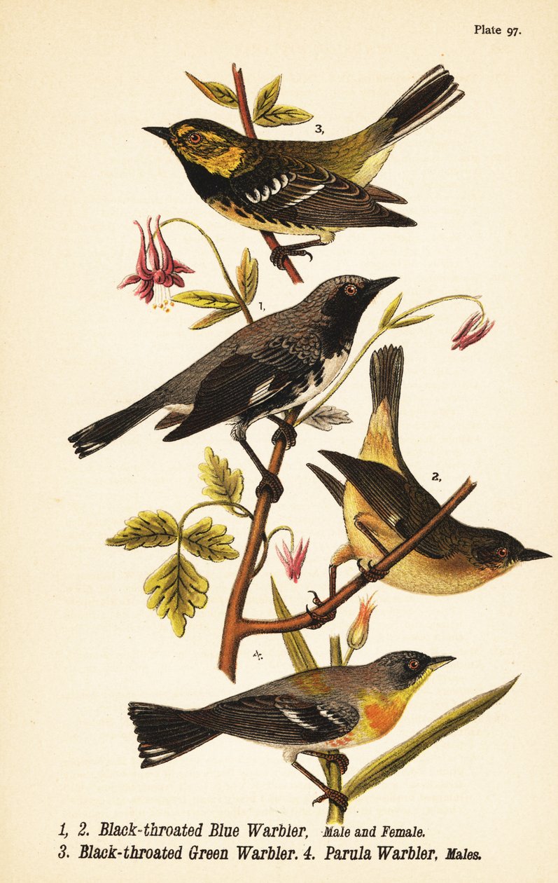 Svartstrupet blåsanger, Setophaga caerulescens 1,2, svartstrupet grønnsanger, Setophaga virens 3 og nordlig parula, Setophaga americana 4 av John James (after) Audubon
