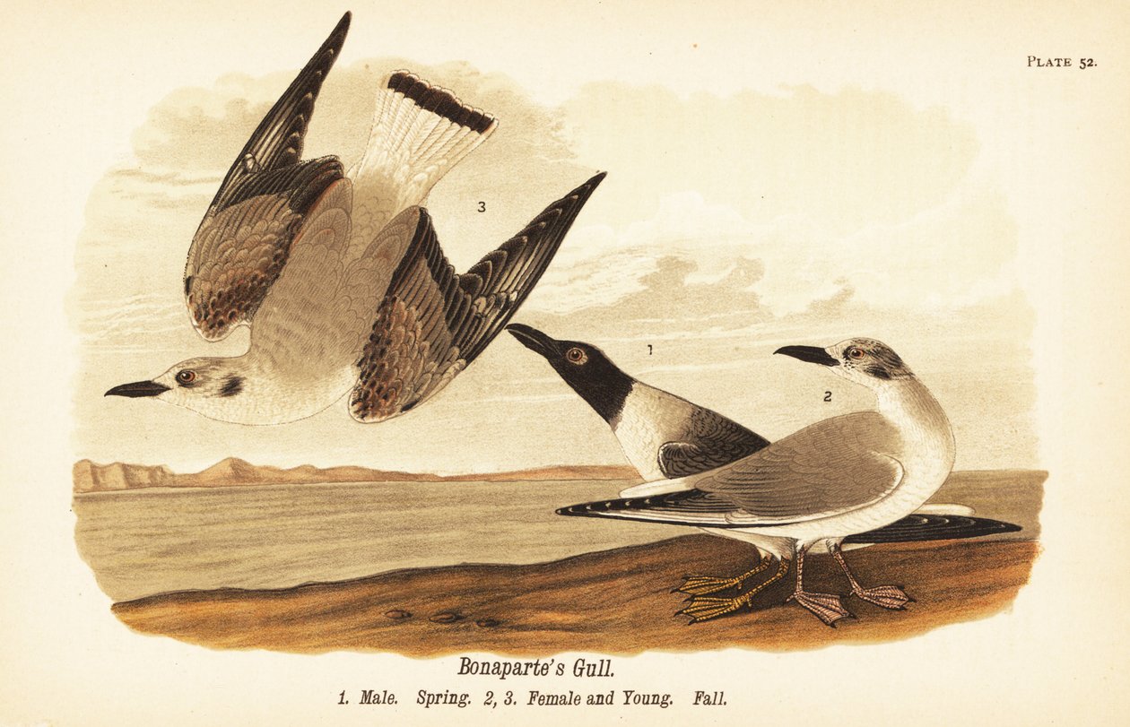 Bonapartes måke, Chroicocephalus philadelphia, hann vår 1, hunn 2 og ung 3 i høstfjærdrakt av John James (after) Audubon