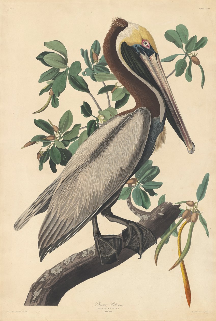 Brown Pelican av John James (after) Audubon