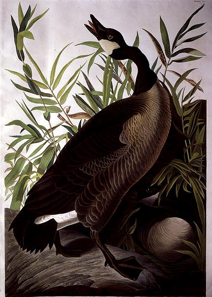 Canada Goose, fra 