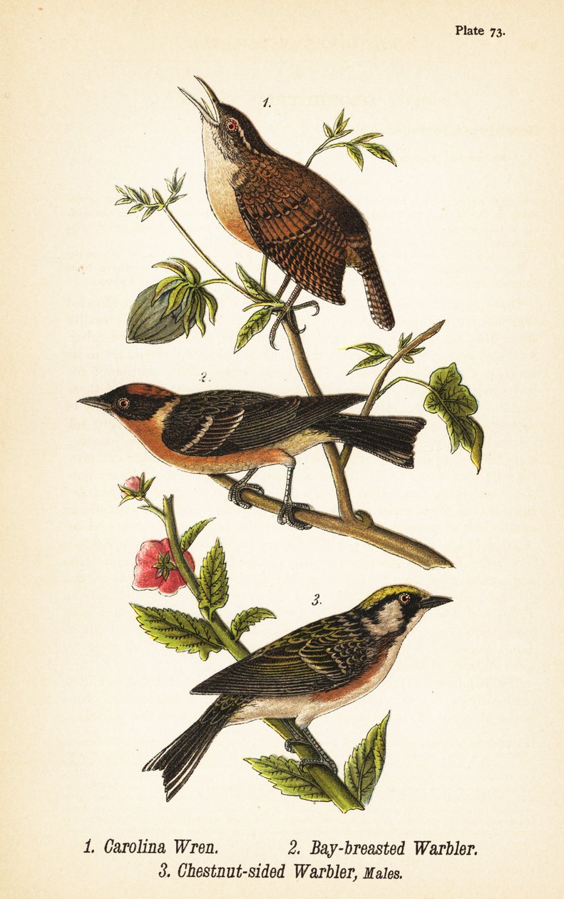 Karolinsanger, Thryothorus ludovicianus 1, laurbærsanger, Setophaga castanea 2, kastanjesidesanger, Setophaga pensylvanica 3 av John James (after) Audubon