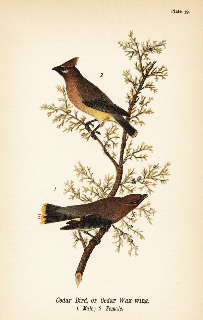 Cedar voksvinge, Bombycilla cedrorum Cedar fugl eller sedertre voksvinge, hann 1, hunn 2 av John James (after) Audubon