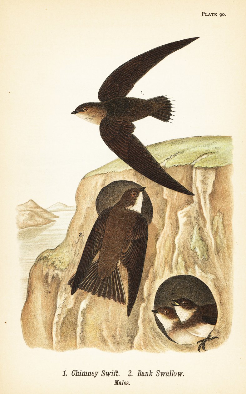 Skorsteinssvale, Chaetura pelagica 1, banksvale, Riparia riparia 2, hanner av John James (after) Audubon