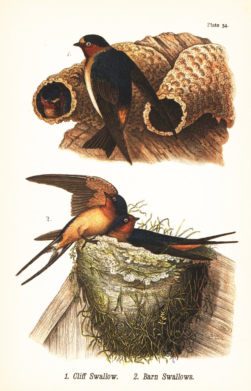 Klippesvale, Petrochelidon pyrrhonota 1, og låvesvale, Hirundo rustica 2 av John James (after) Audubon