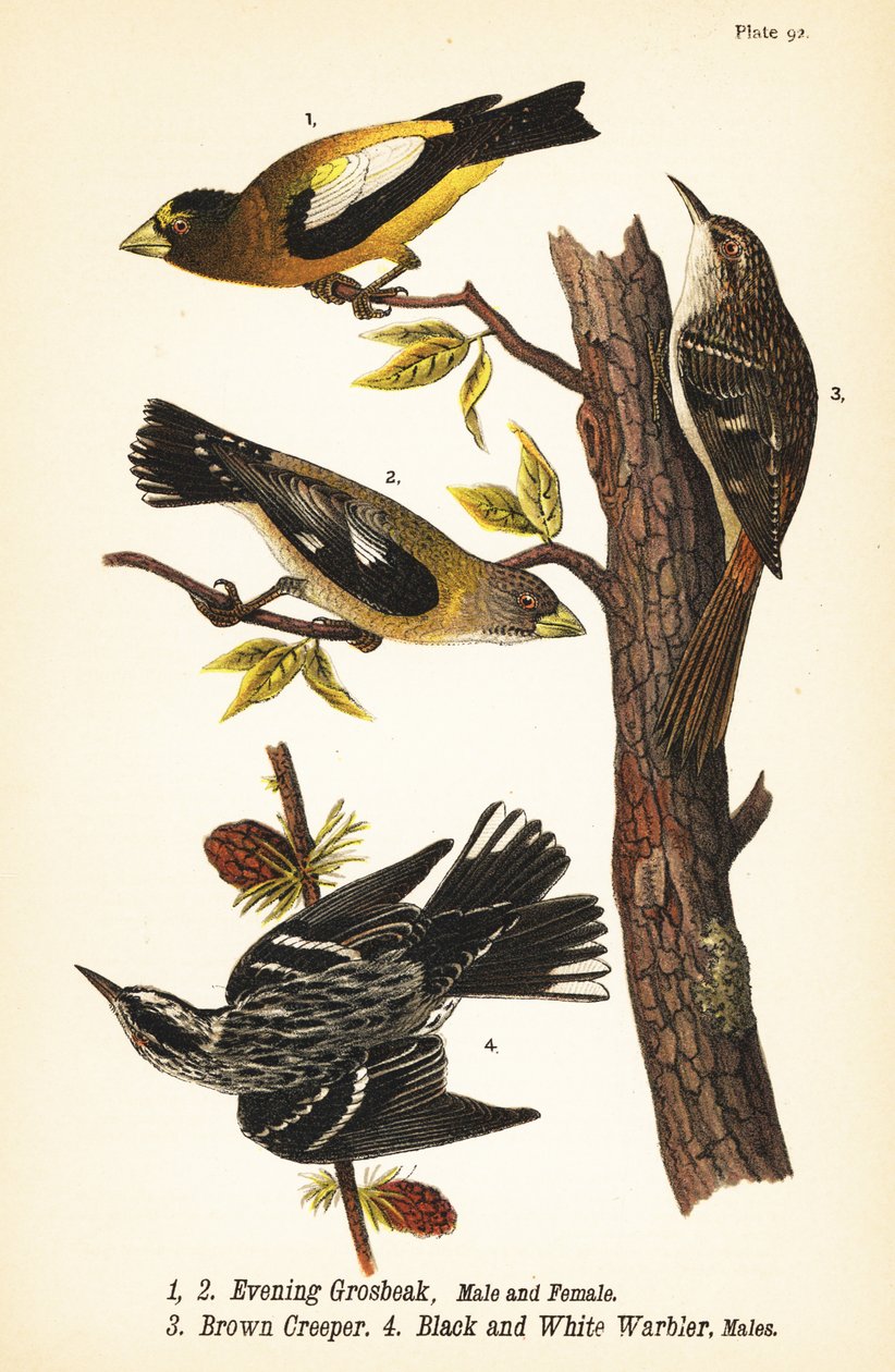 Kveldsbekk, Coccothraustes vespertinus 1,2, brun slyngplante, Certhia americana 3, og svart-hvittsanger, Mniotilta varia 4 av John James (after) Audubon