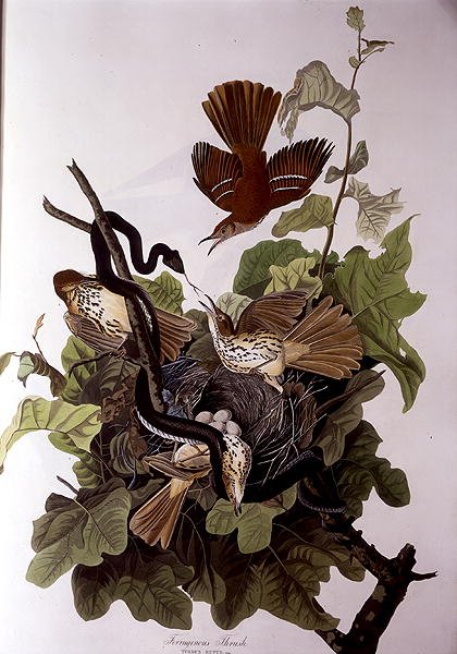 Ferruginous Thrush, fra 