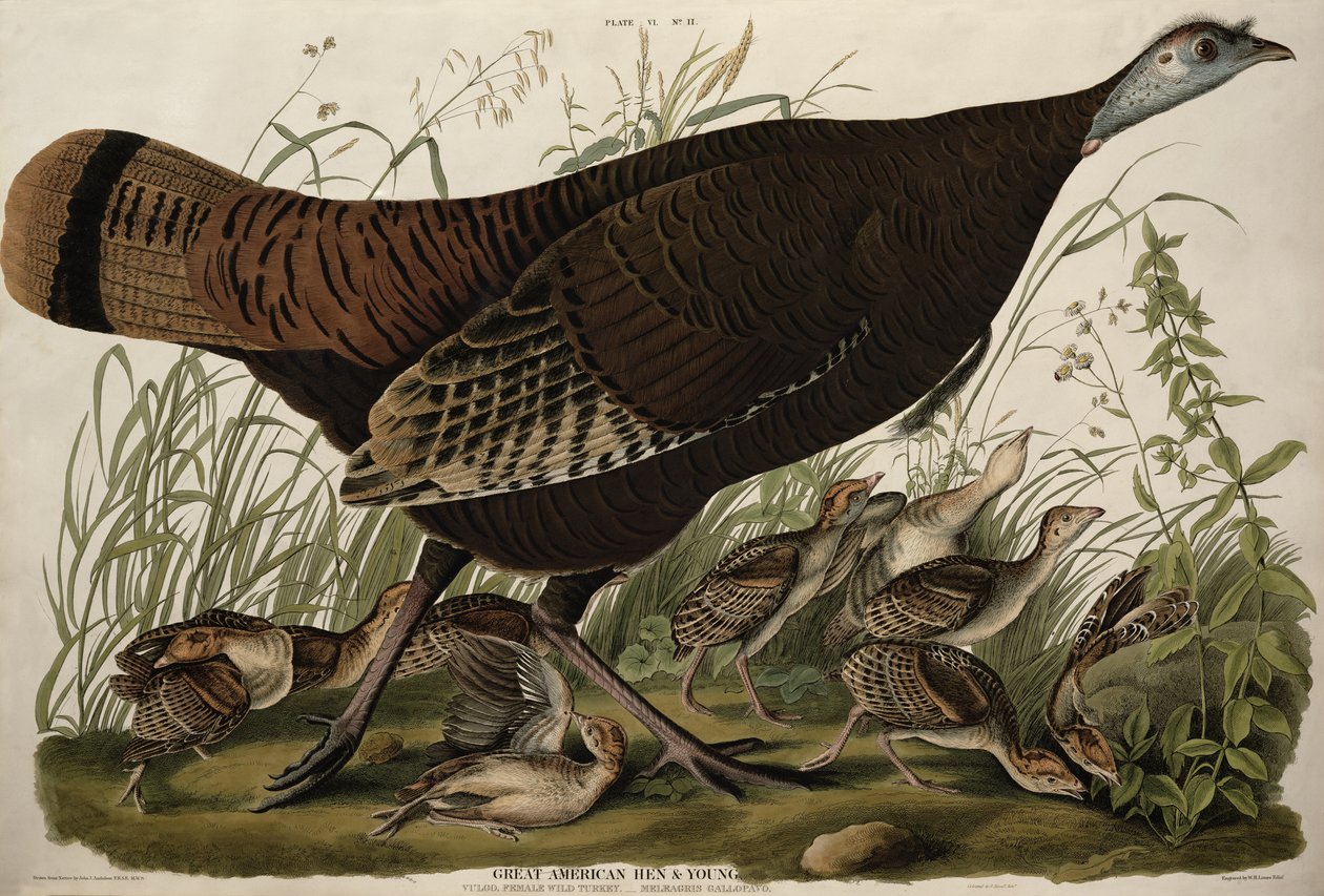 Great American Hen and Young, fra 'Birds of America' gravert av WH Lizars (1788-1859) og farget av Robert Havell (1793-1878) (farget gravering) av John James (after) Audubon