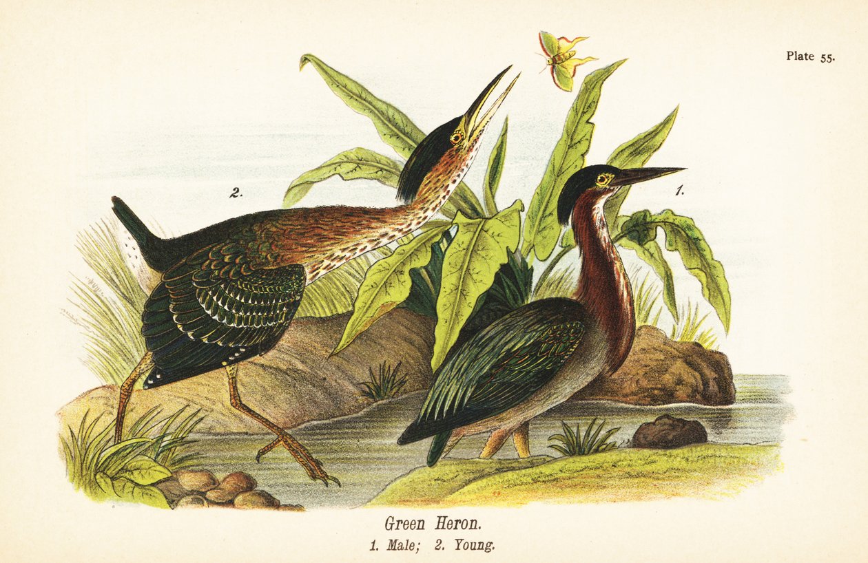 Grønn hegre, Butorides virescens, hann 1, ung 2 av John James (after) Audubon