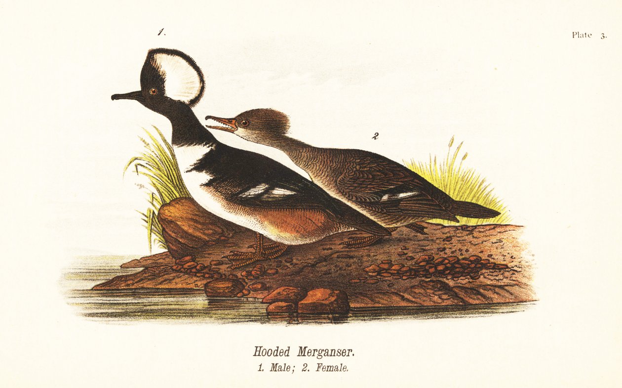 Hettebukk, Lophodytes cucullatus, hann 1, hunn 2 av John James (after) Audubon