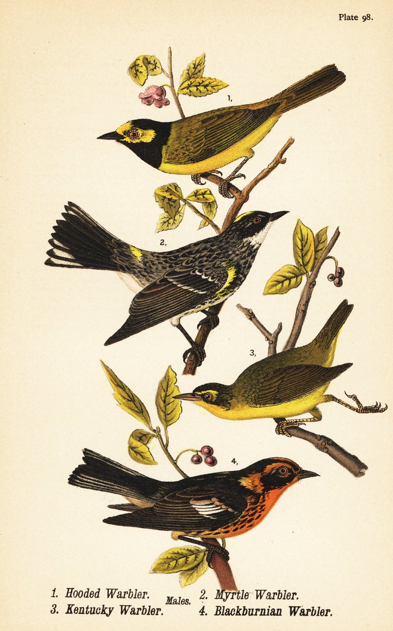 Hettesanger, Setophaga citrina 1, gulsanger, Setophaga coronata 2, Kentucky-sanger, Geothlypis formosa 3 og svartsanger, Setophaga fusca 4 av John James (after) Audubon