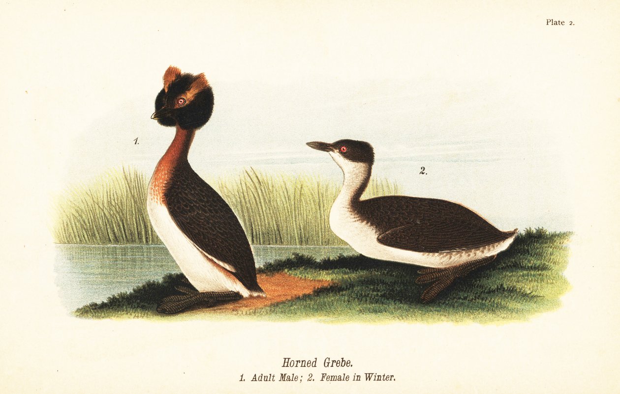 Horndykker, Podiceps auritus, voksen hann 1 og hunn i vinterfjærdrakt av John James (after) Audubon