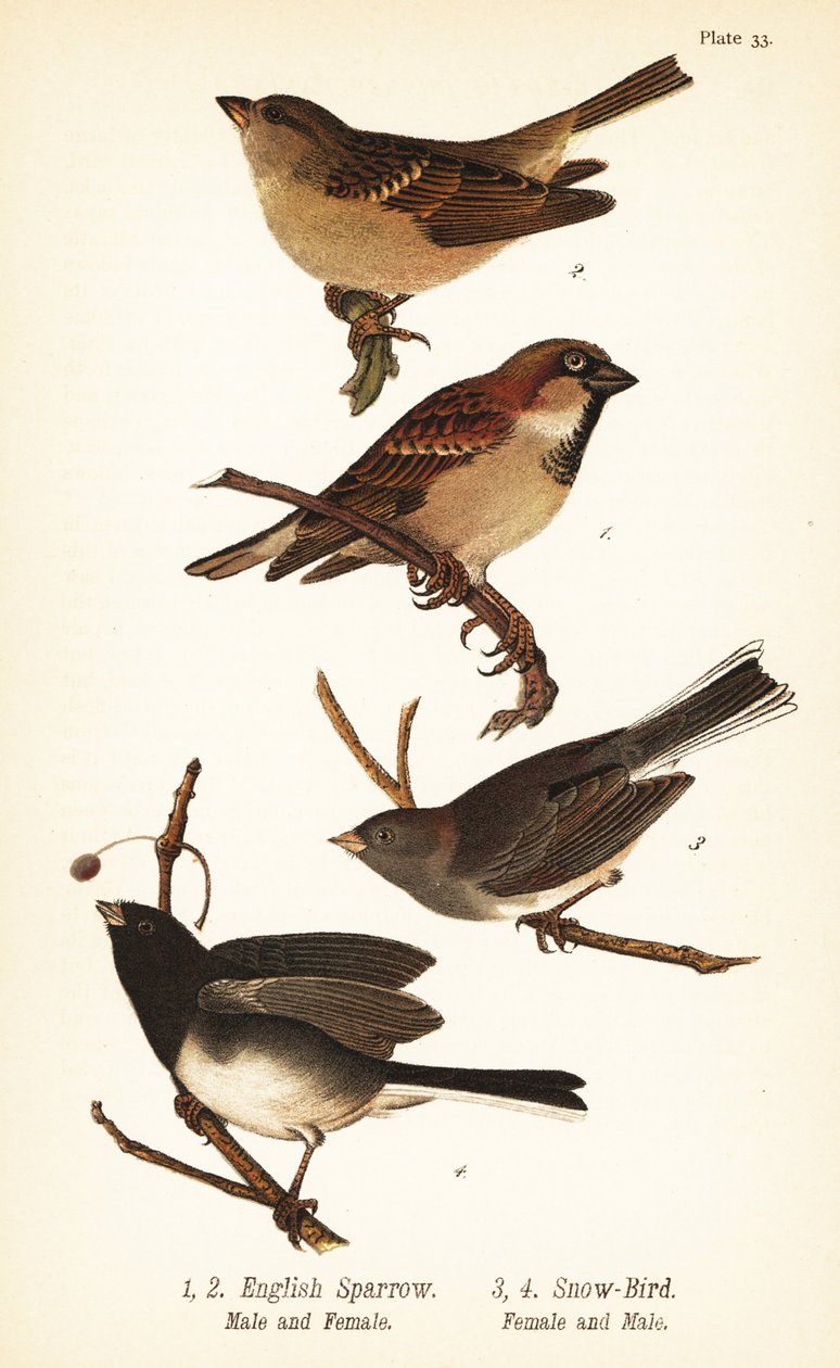 Gråspurv, Passer domesticus og mørkøyd junco, Junco hyemalis av John James (after) Audubon
