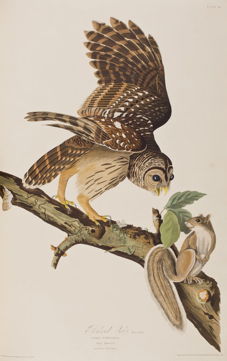 Illustrasjon fra 'Birds of America' av John James Audubon av John James (after) Audubon