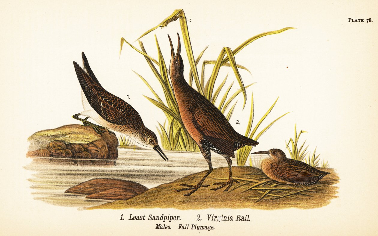 Minst sandpiper, Calidris minutilla 1 og Virginia jernbane, Rallus limicola 2 av John James (after) Audubon