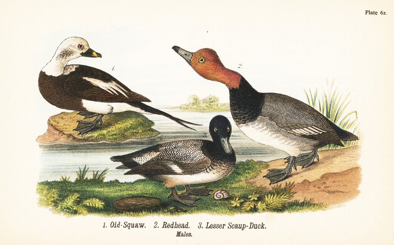 Langhaleand, Clangula hyemalis 1, rødhåret, Aythya americana 2, og mindre skaup, Aythya affinis 3 av John James (after) Audubon