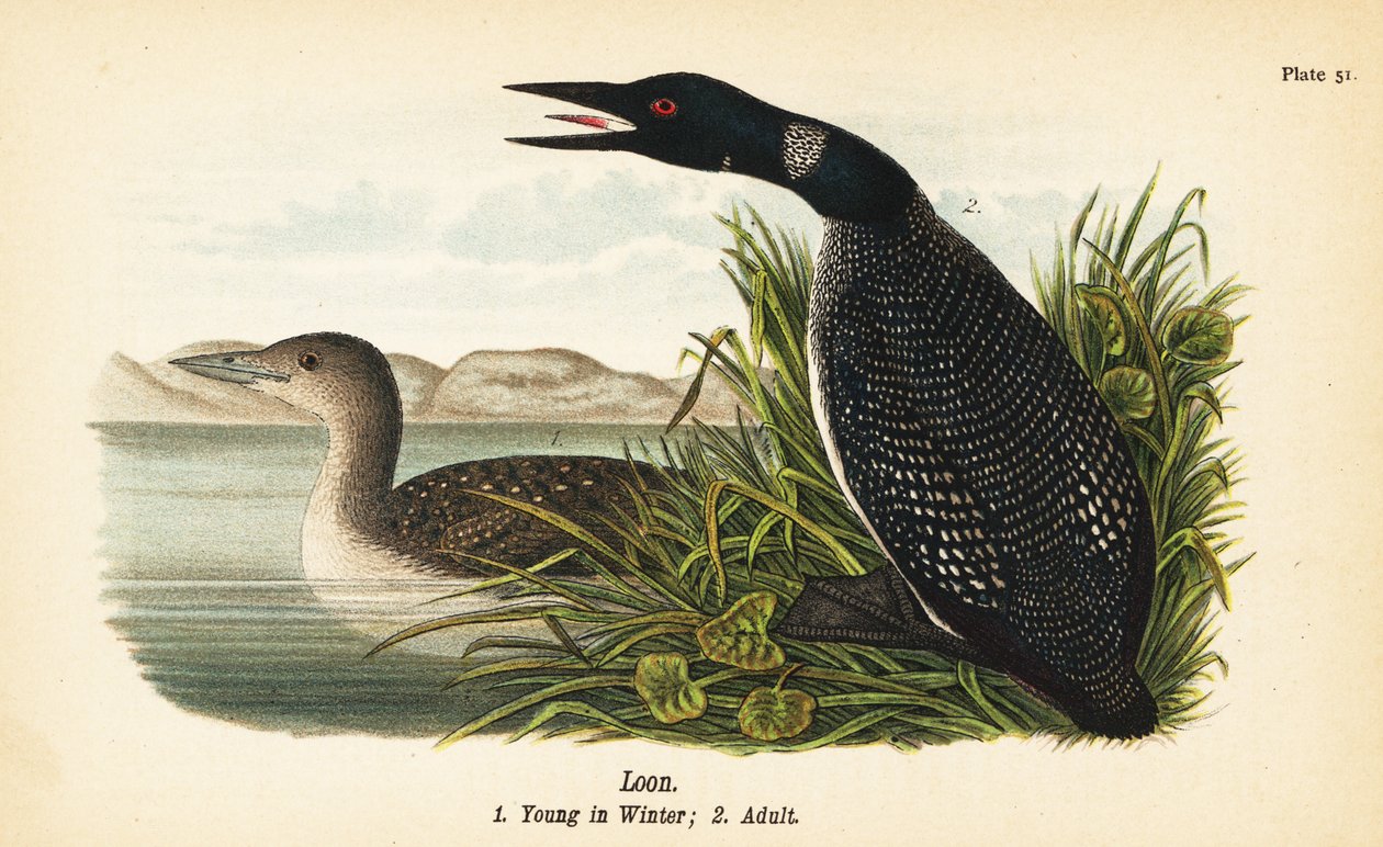Loon, Gavia immer, ung om vinteren 1, voksen 2 av John James (after) Audubon