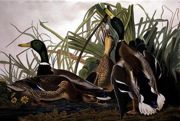 Mallard Duck, fra 