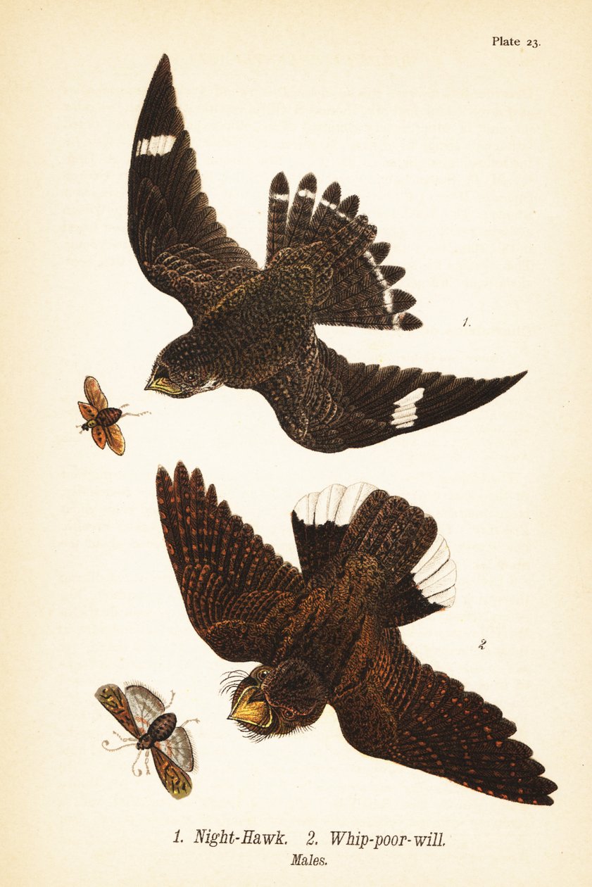 Natthauk, Chordeiles moll 1 og østlig pisk-fattig-vilje, Antrostomus vociferus, pisk-fattig-vilje 2, hanner av John James (after) Audubon