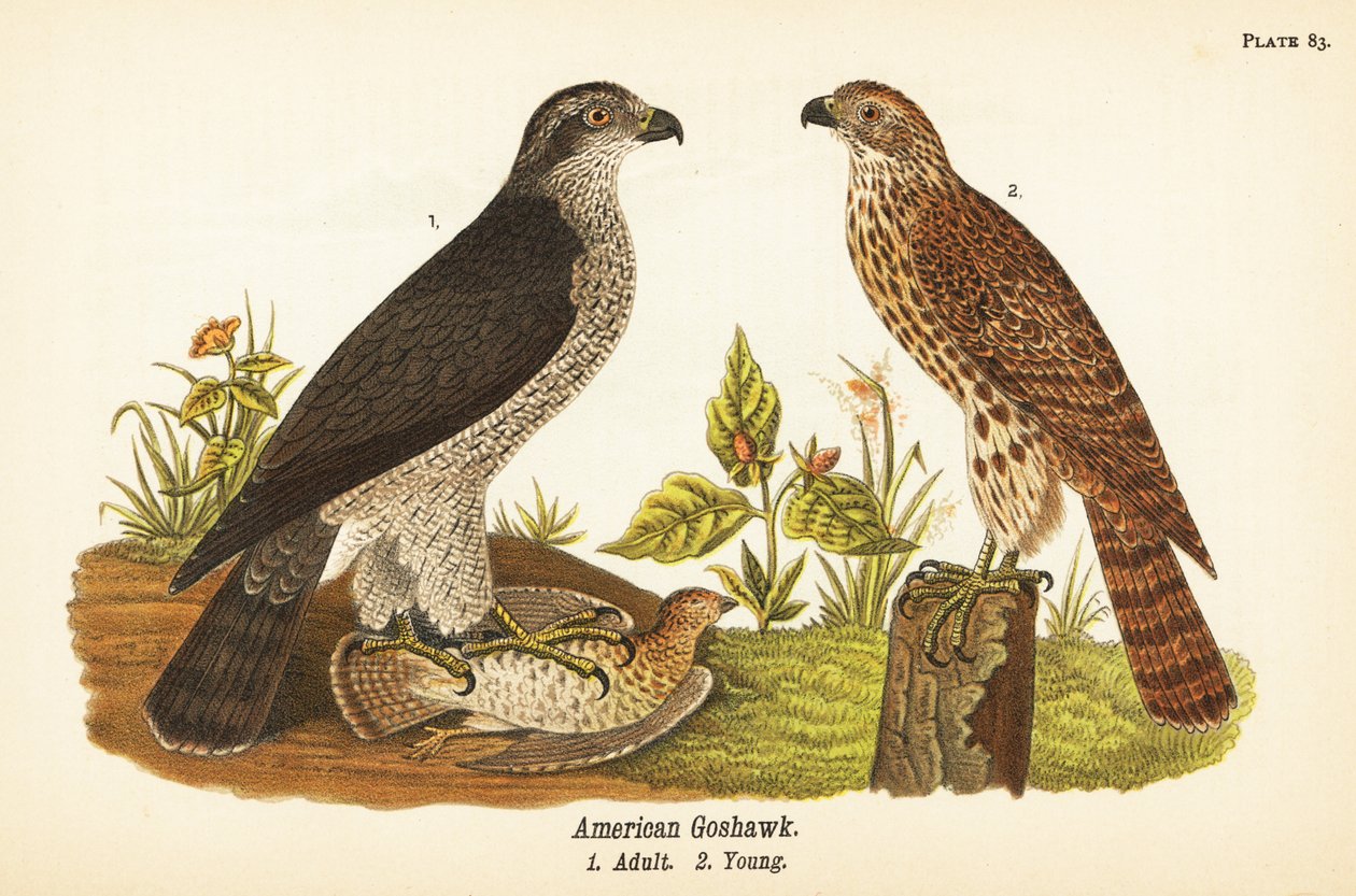 Nordlig hønsehauk, Accipiter gentilis, amerikansk hønsehauk, voksen med bytte 1, ung 2 av John James (after) Audubon