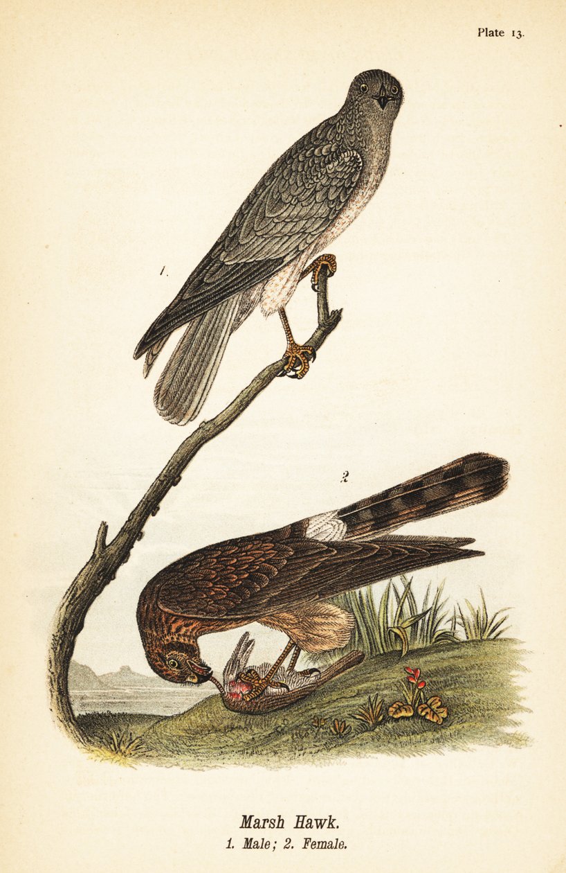 Nordhøge, Circus hudsonius av John James (after) Audubon
