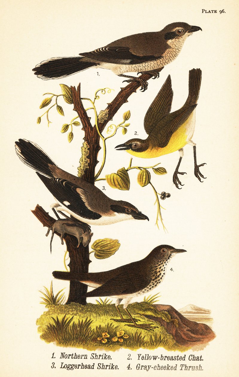 nordlig skue, Lanius borealis 1, gulbryst chat, Icteria virens 2, tømmerfugl, Lanius ludovicianus av John James (after) Audubon