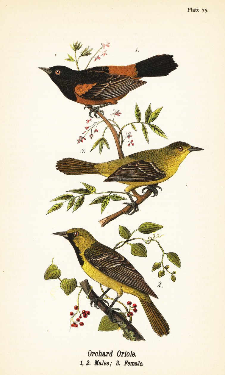 Orchard oriole, Icterus spurius, hanner 1,2 og hunner 3 av John James (after) Audubon