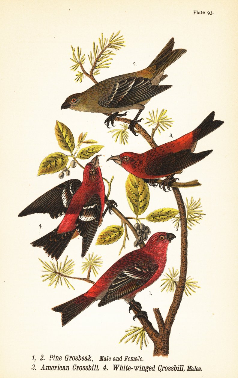 Pine grosbeak, Pinicola enucleator, hann 1, hunn 2, amerikansk korsnebb eller rød korsnebb, Loxia curvirostra 3, hvitvinget korsnebb, Loxia leucoptera 4, hanner av John James (after) Audubon