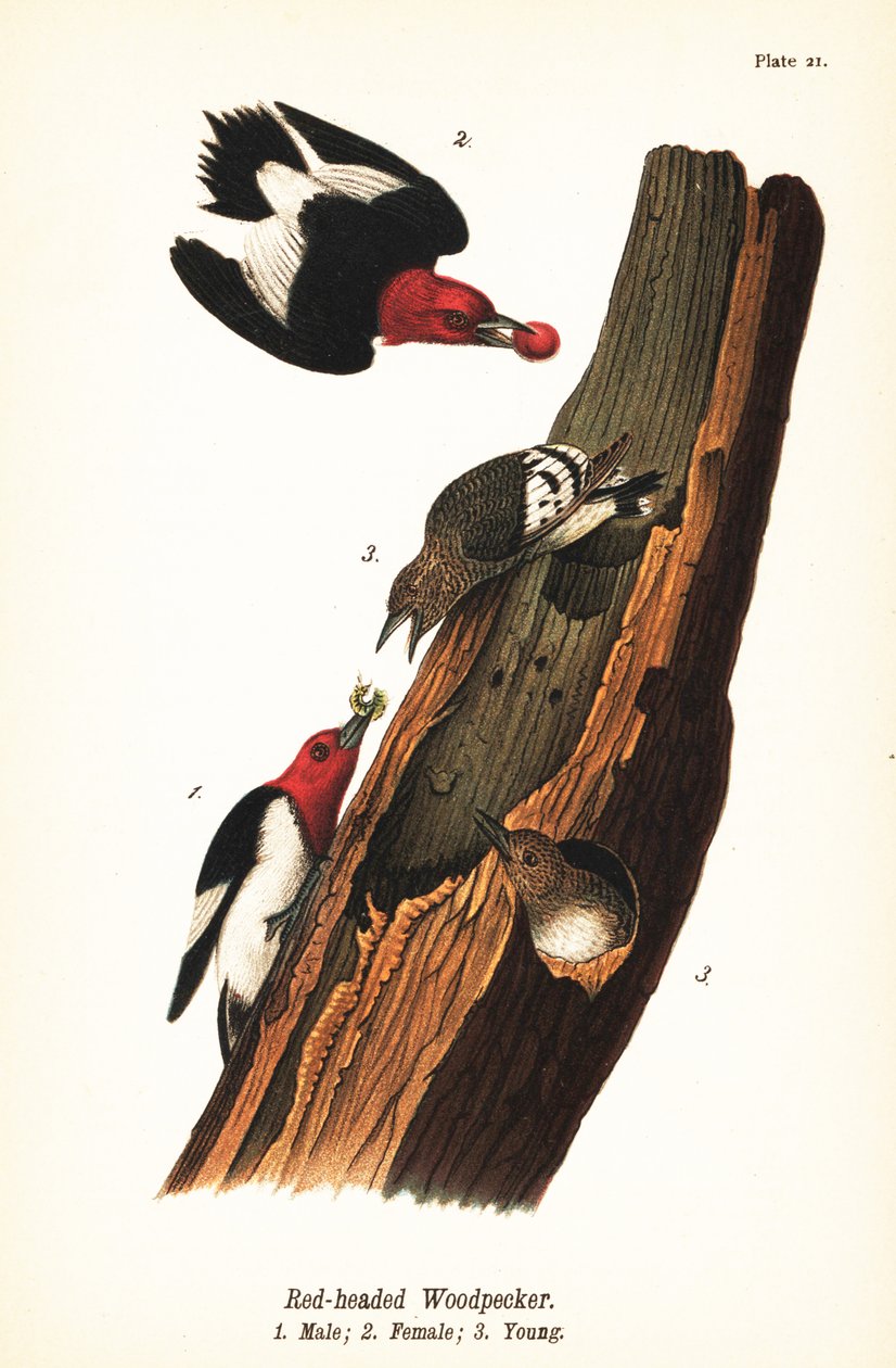 Rødhodet spett, Melanerpes erythrocephalus, hann 1, hunn 2, unge 3 av John James (after) Audubon