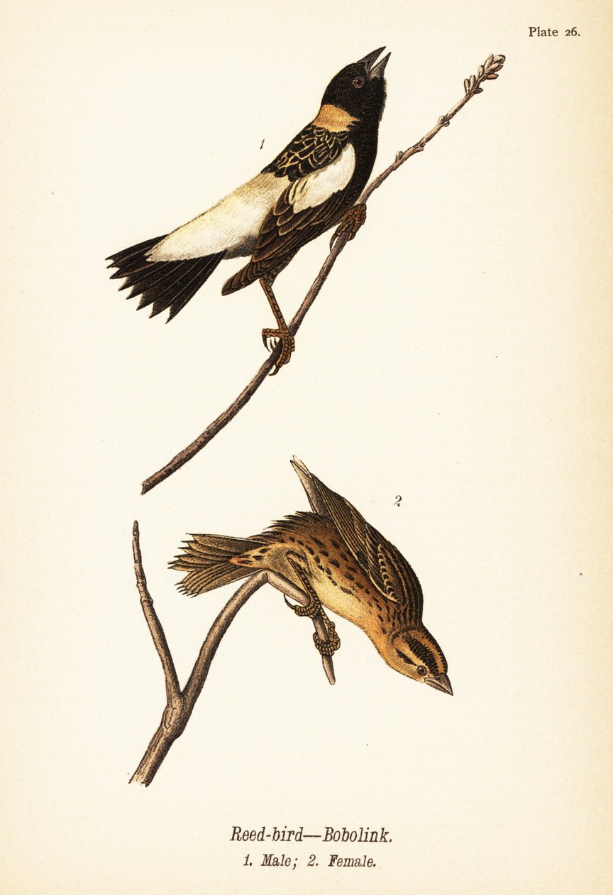 Sivfugl eller bobolink, Dolichonyx oryzivorus, hann 1, hunn 2 av John James (after) Audubon