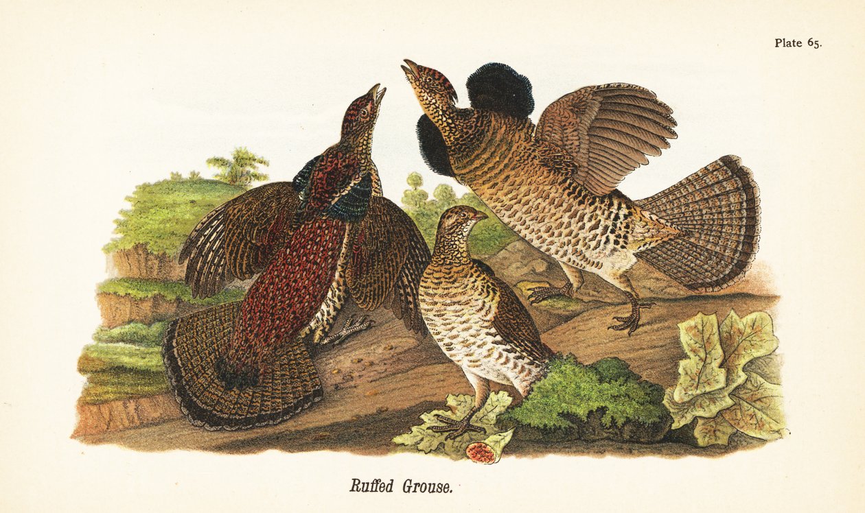 Ruffet rype, Bonasa umbellus av John James (after) Audubon