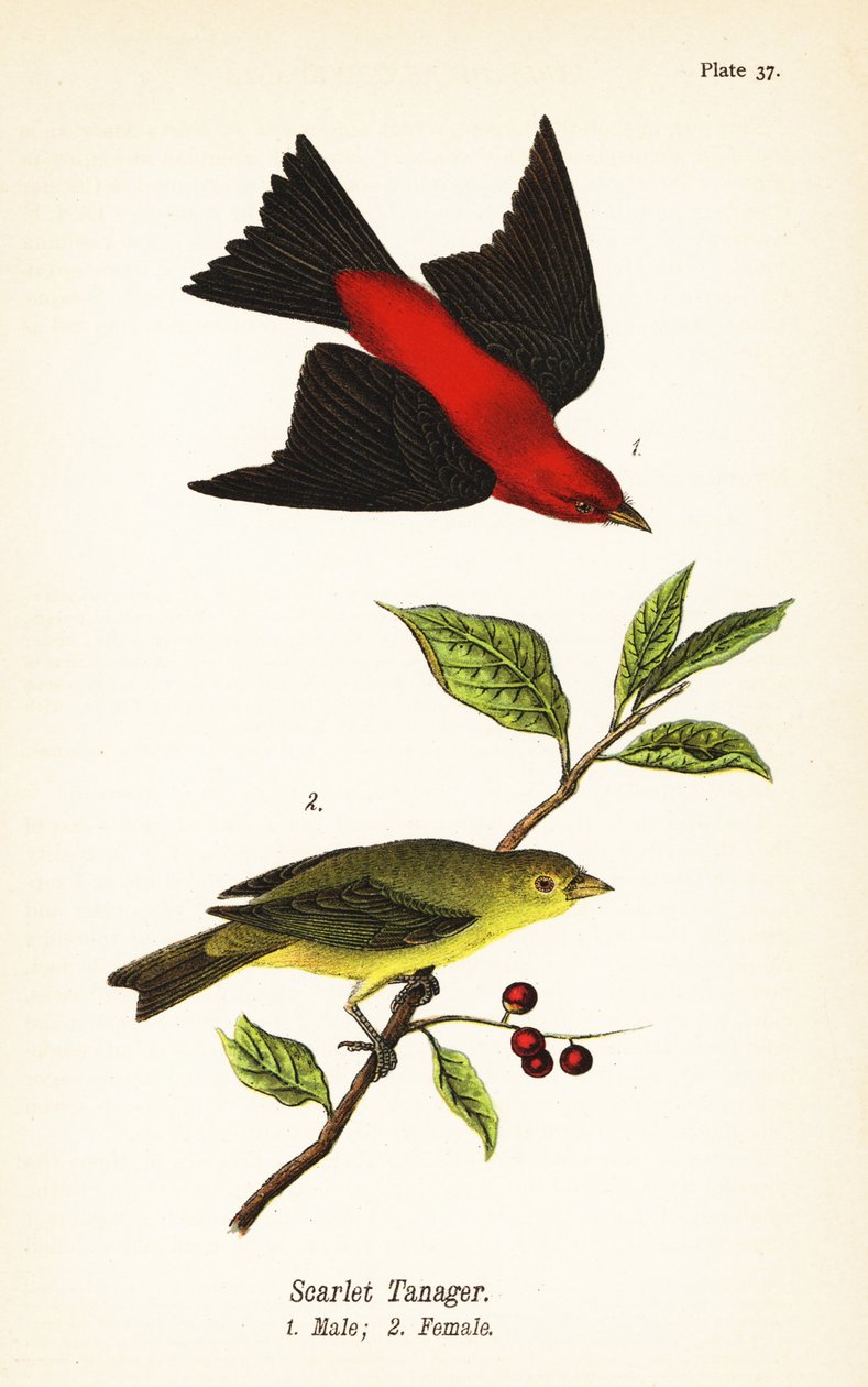 Scarlett Tanager, Piranha Invader, Rain ೧, Kvinne ೨ av John James (after) Audubon