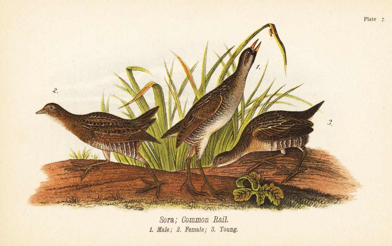 Sora eller common rail, Porzana carolina, hann 1, kvinne 2, ung 3 av John James (after) Audubon